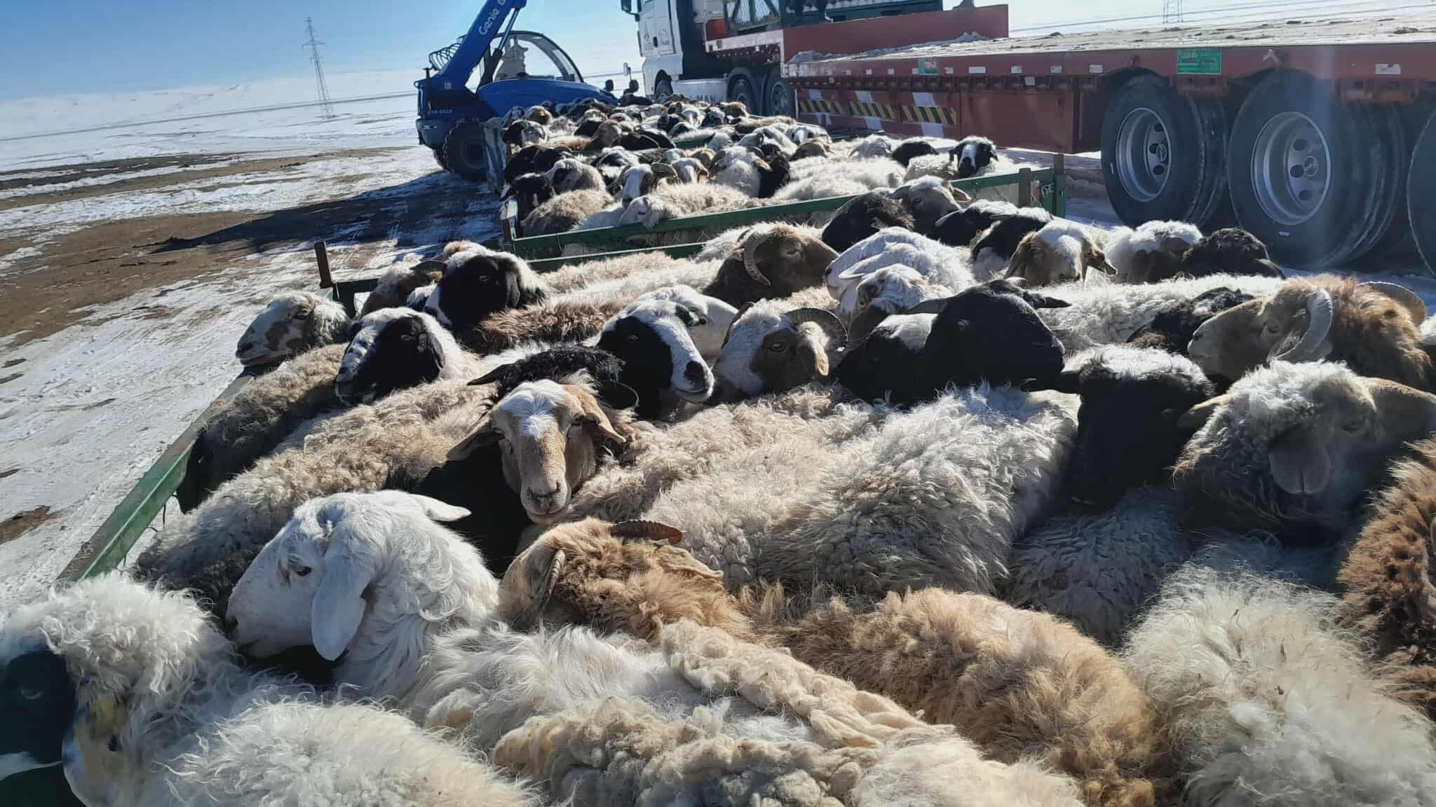 Бүгд Найрамдах Узбекстан Улс руу 56 мянга гаруй хонь экспортложээ